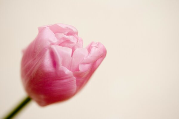 Różowy kwiat tulipana na jasnym tle