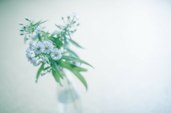 Flowers in a vase on a white background
