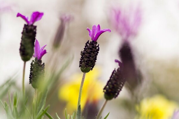 Prise de vue macro d une fleur lilas