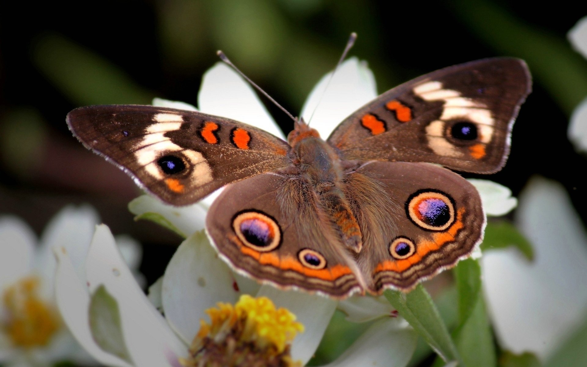 mariposa patrones flor alas