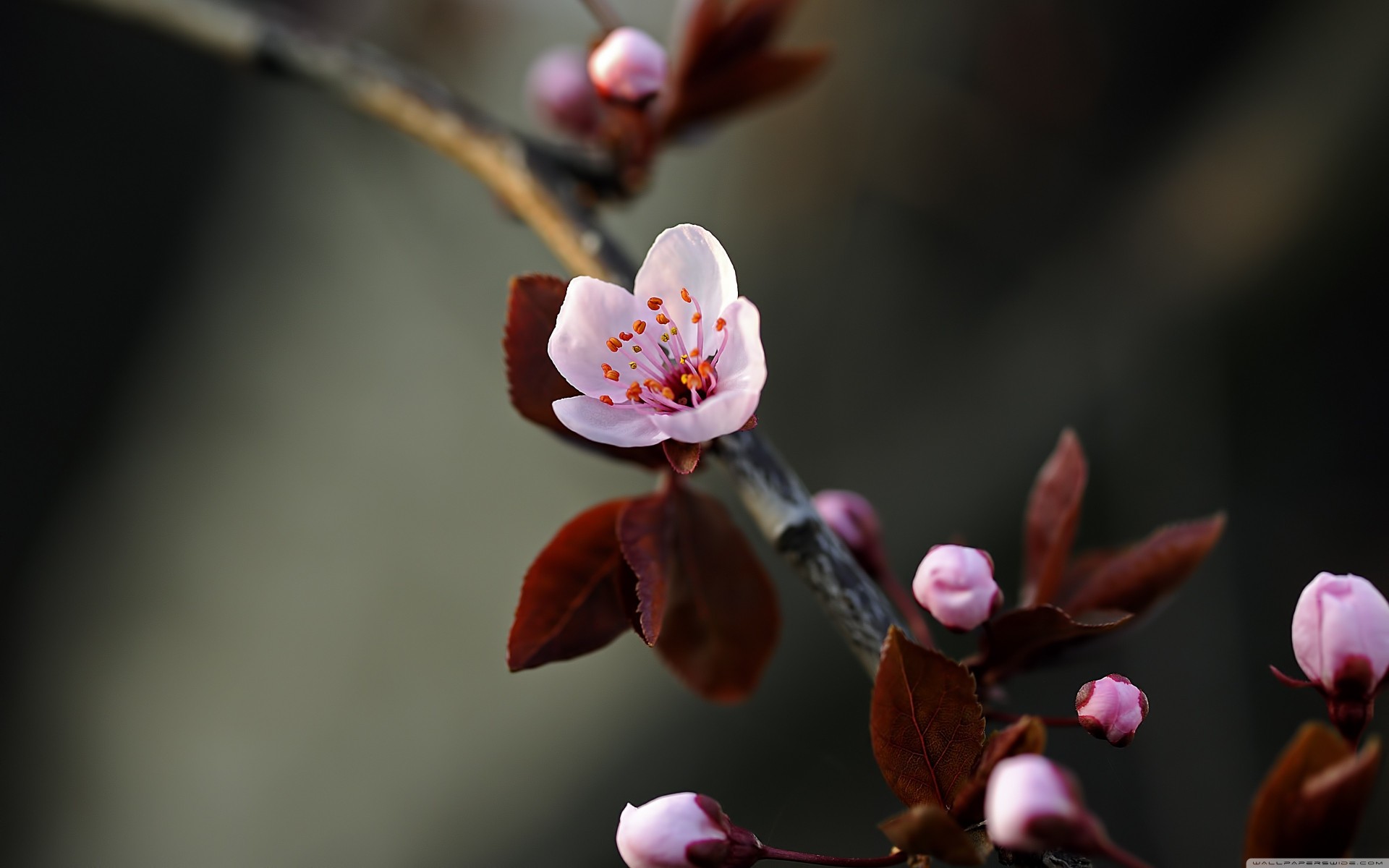 knospen blatt frühling zweig lila schön frühling blumen