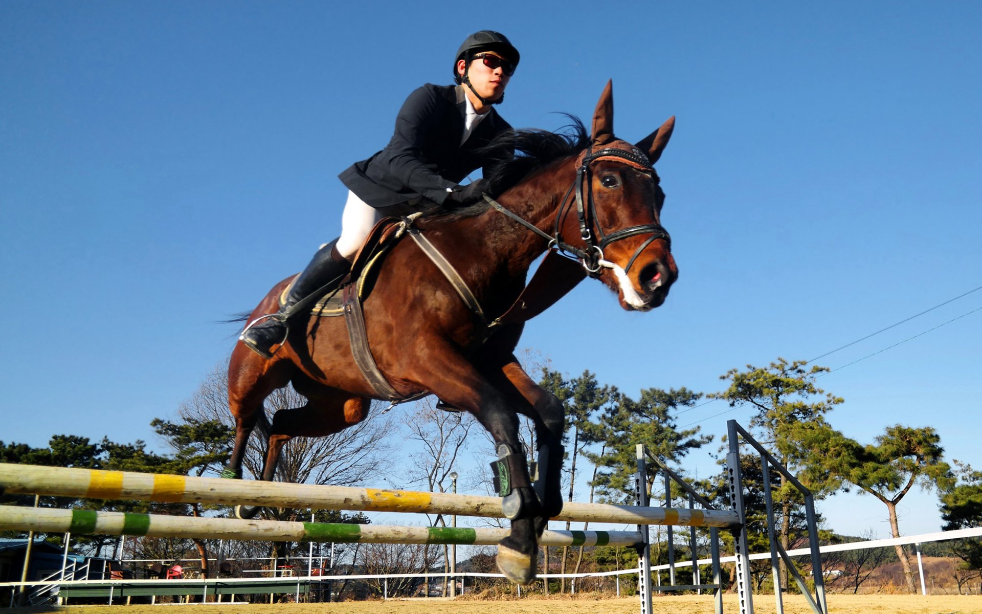 equestre salto ostacoli equestre gare gare cavaliere cavaliere cavallo superare ostacoli carta da parati