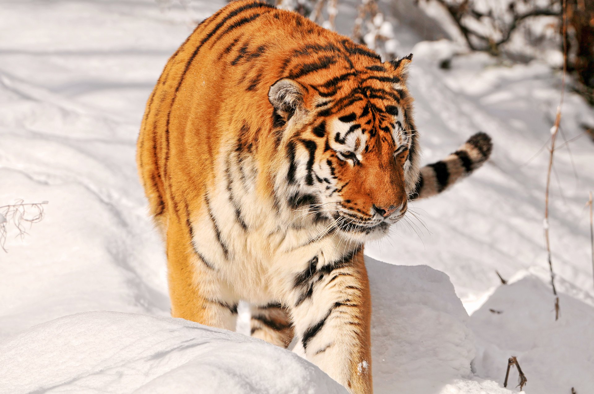 tiger raubtier schnee amur jagd große katze