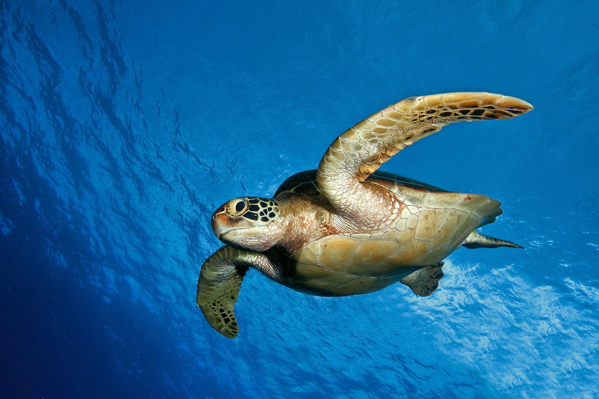 turtle water underwater world sea the ocean