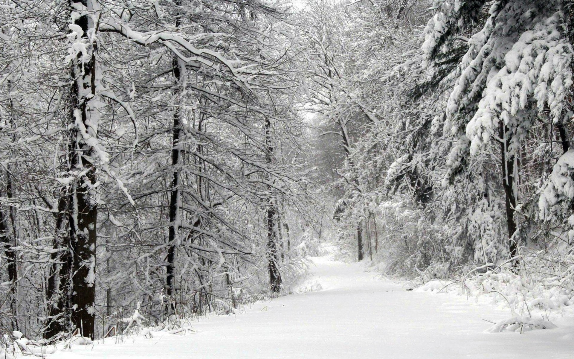 bosque palmeras nieve invierno carretera