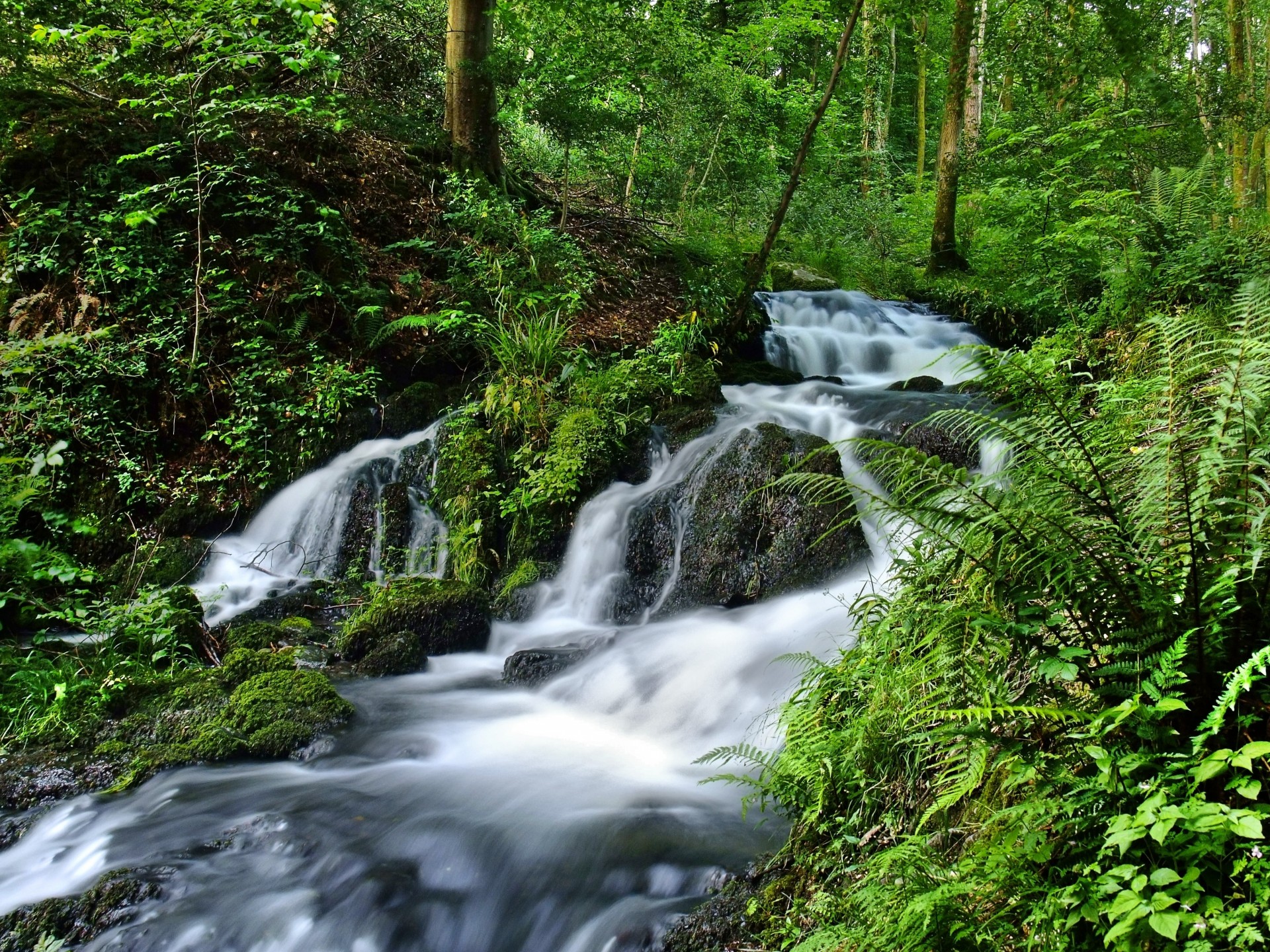 foresta cascata natura