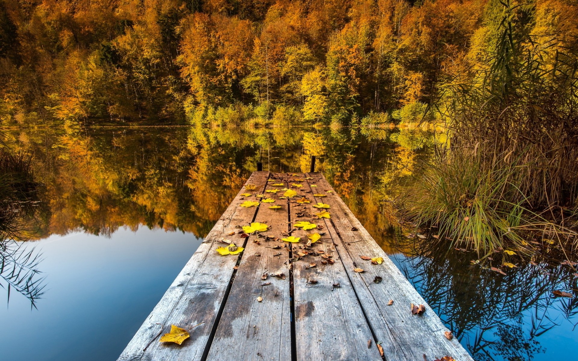 foglia autunno ponte lago natura