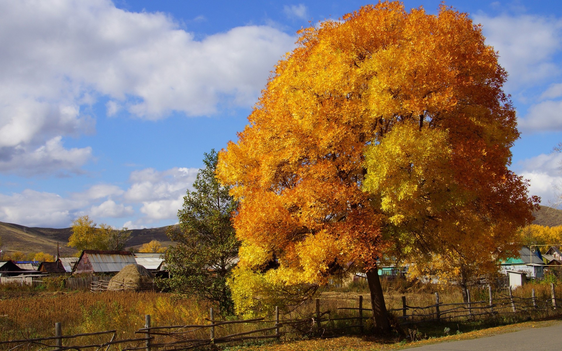 otoño campo pintura naturaleza madera