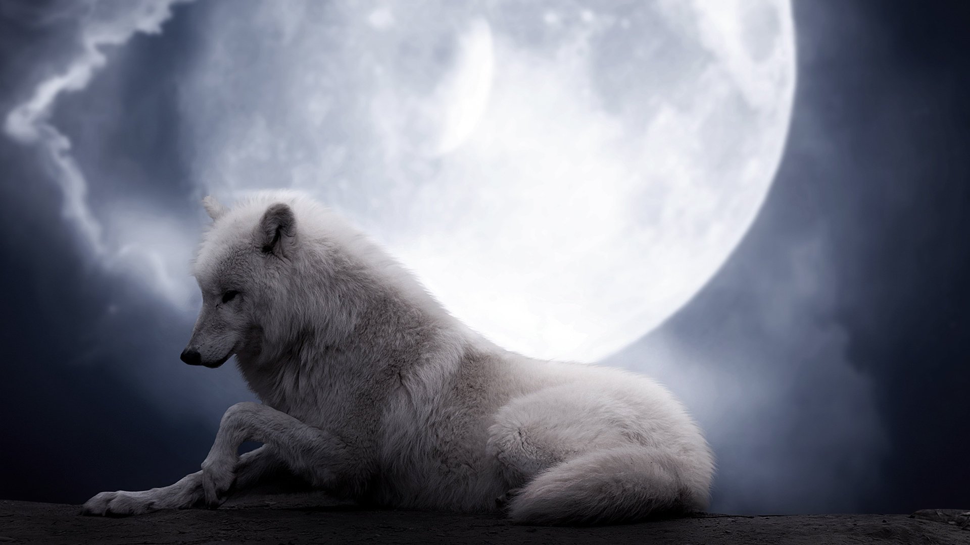 lobo blanco loba noche belleza fantasía luna