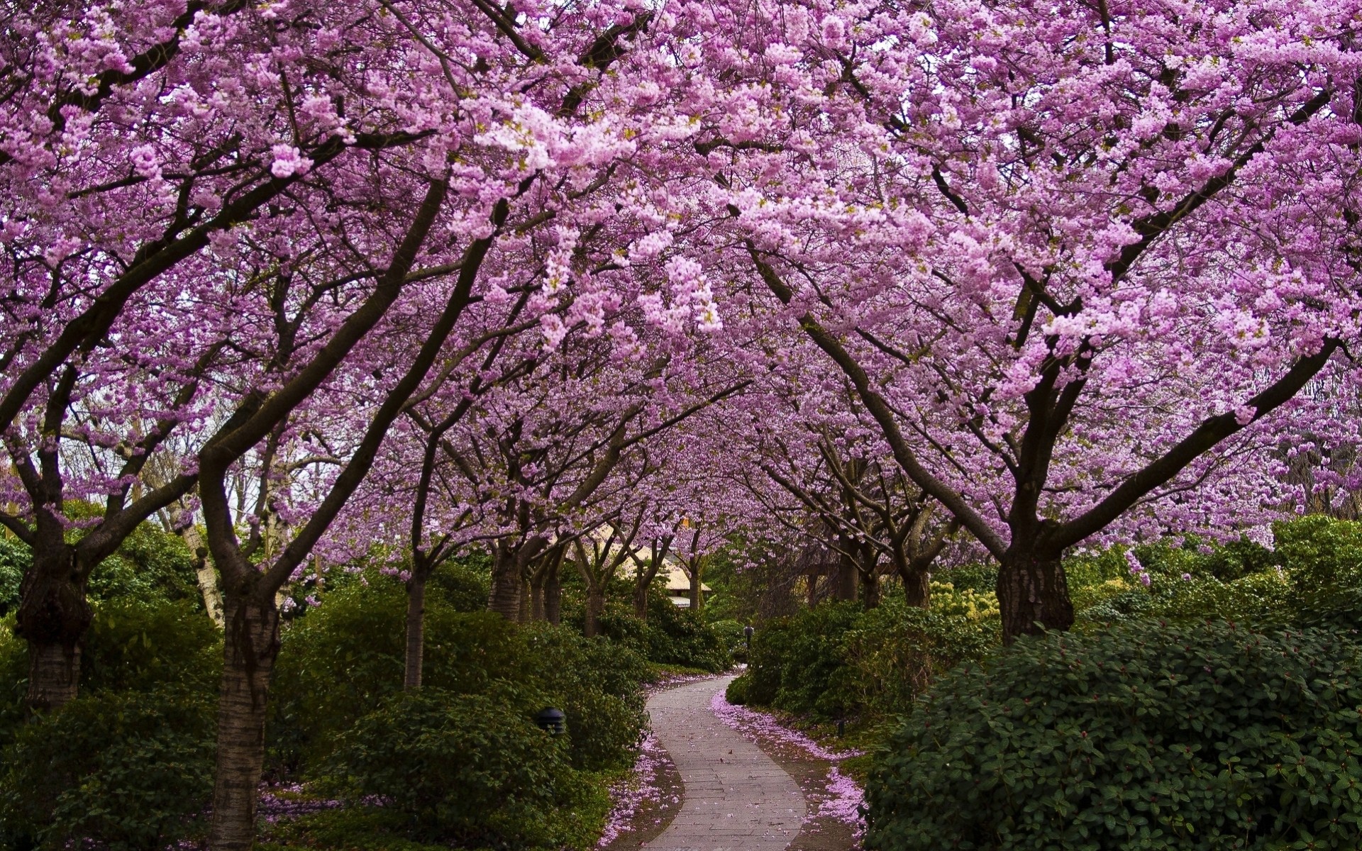 tree flower spring