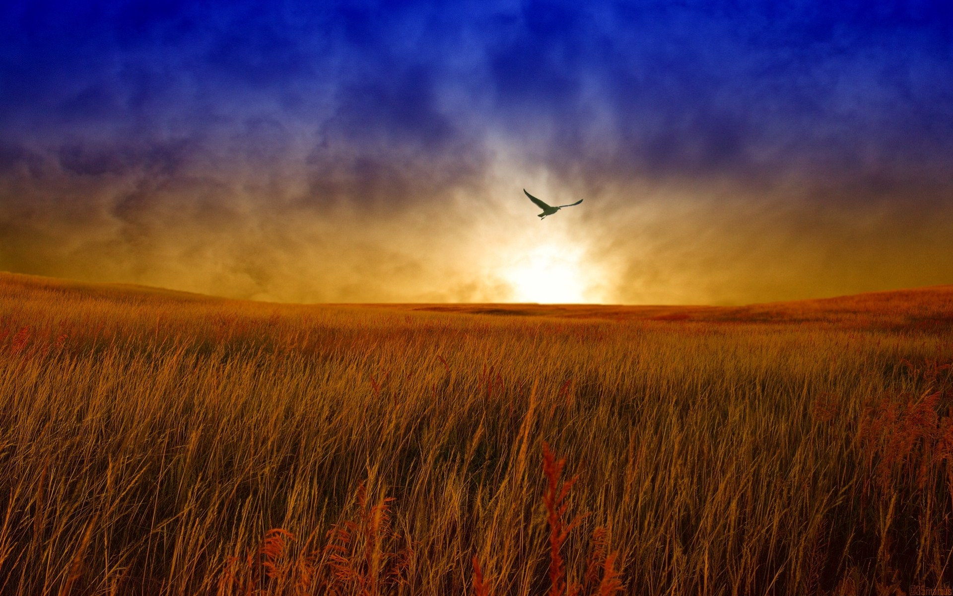 the field sky landscape sunset bird