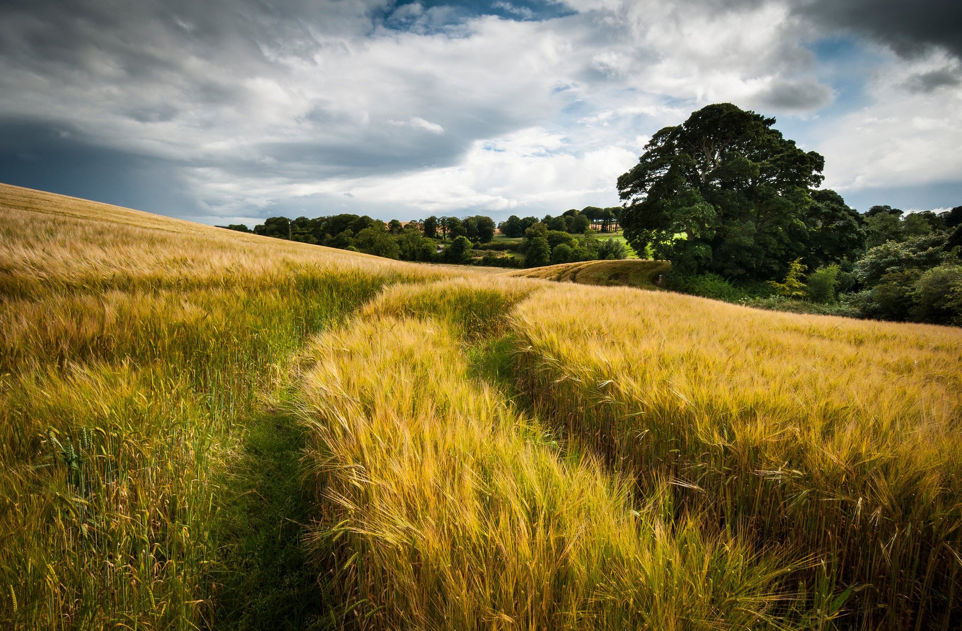 nature summer trail field clouds wheat the sky