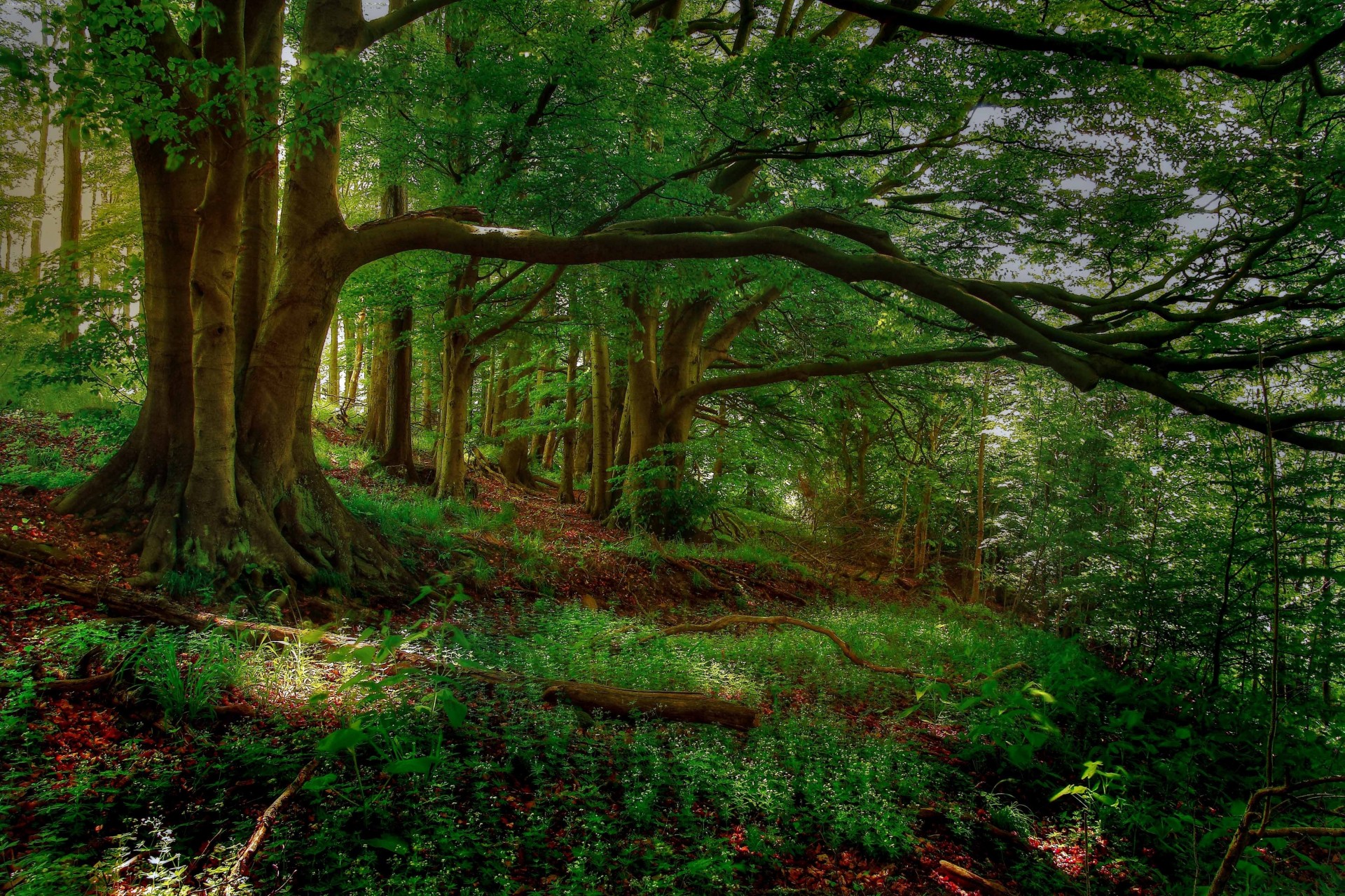 bäume landschaft wald