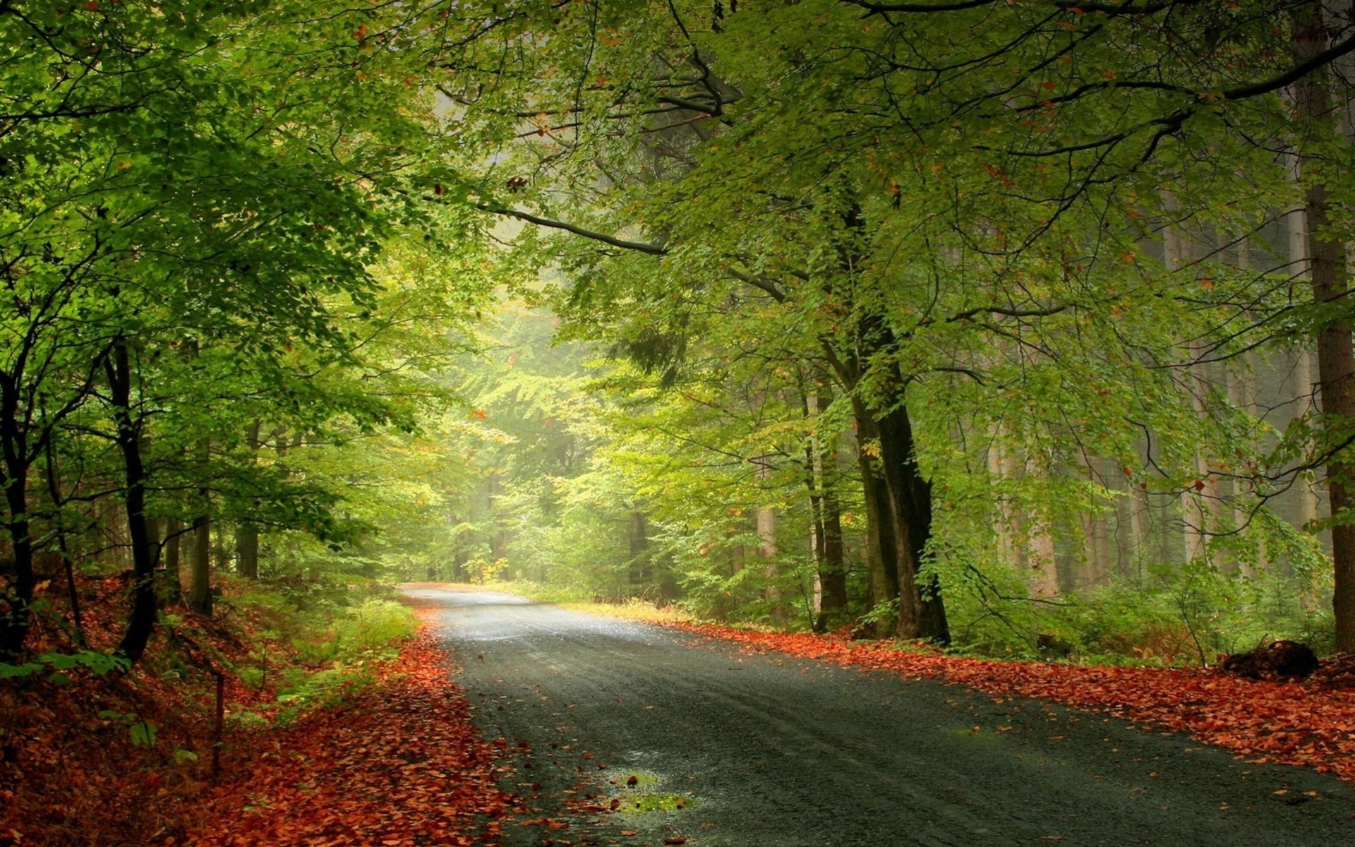 autunno strada paesaggio foresta