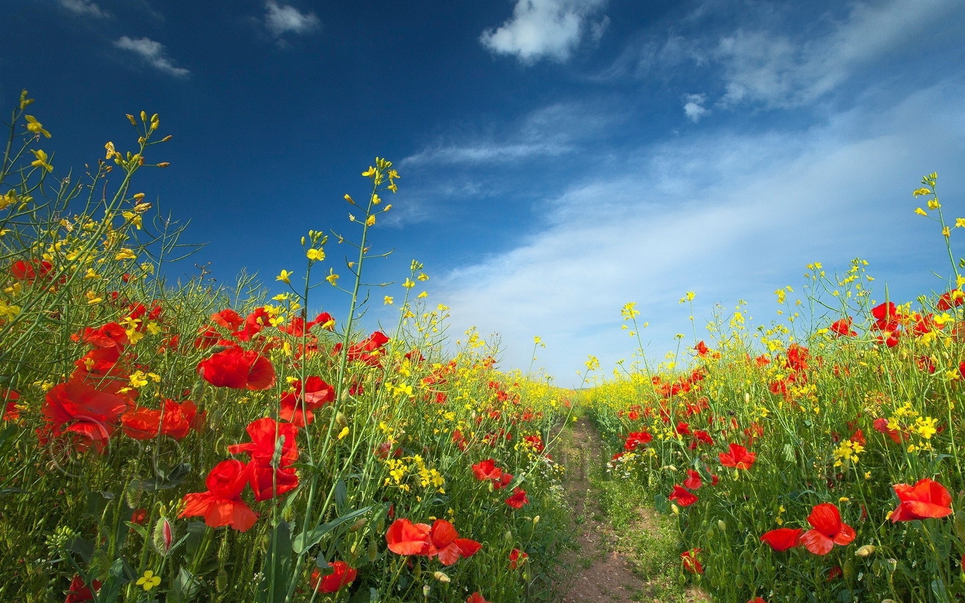 campo paisaje verano flores