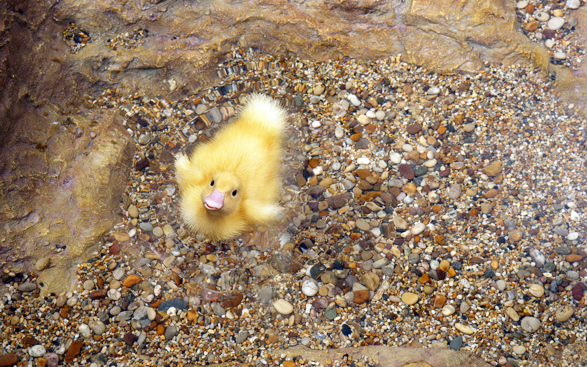 background beak yellow stones pebbles fluff water duck bird