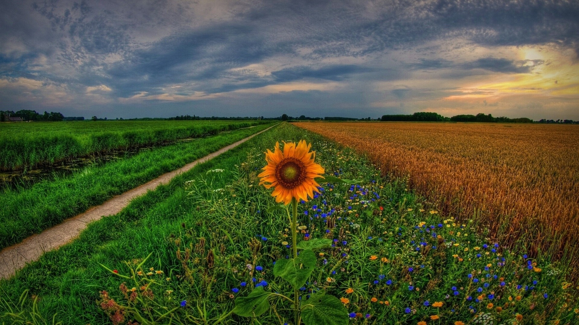 groningue hollande suivre coucher de soleil pays-bas fleurs champ tournesol