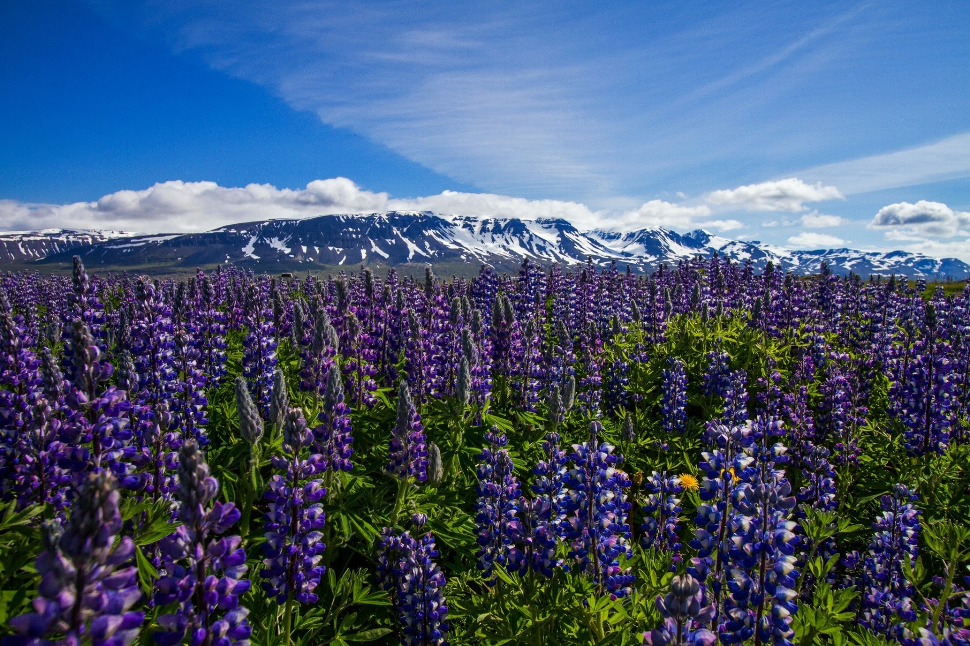 flower lupine mountain iceland meadow