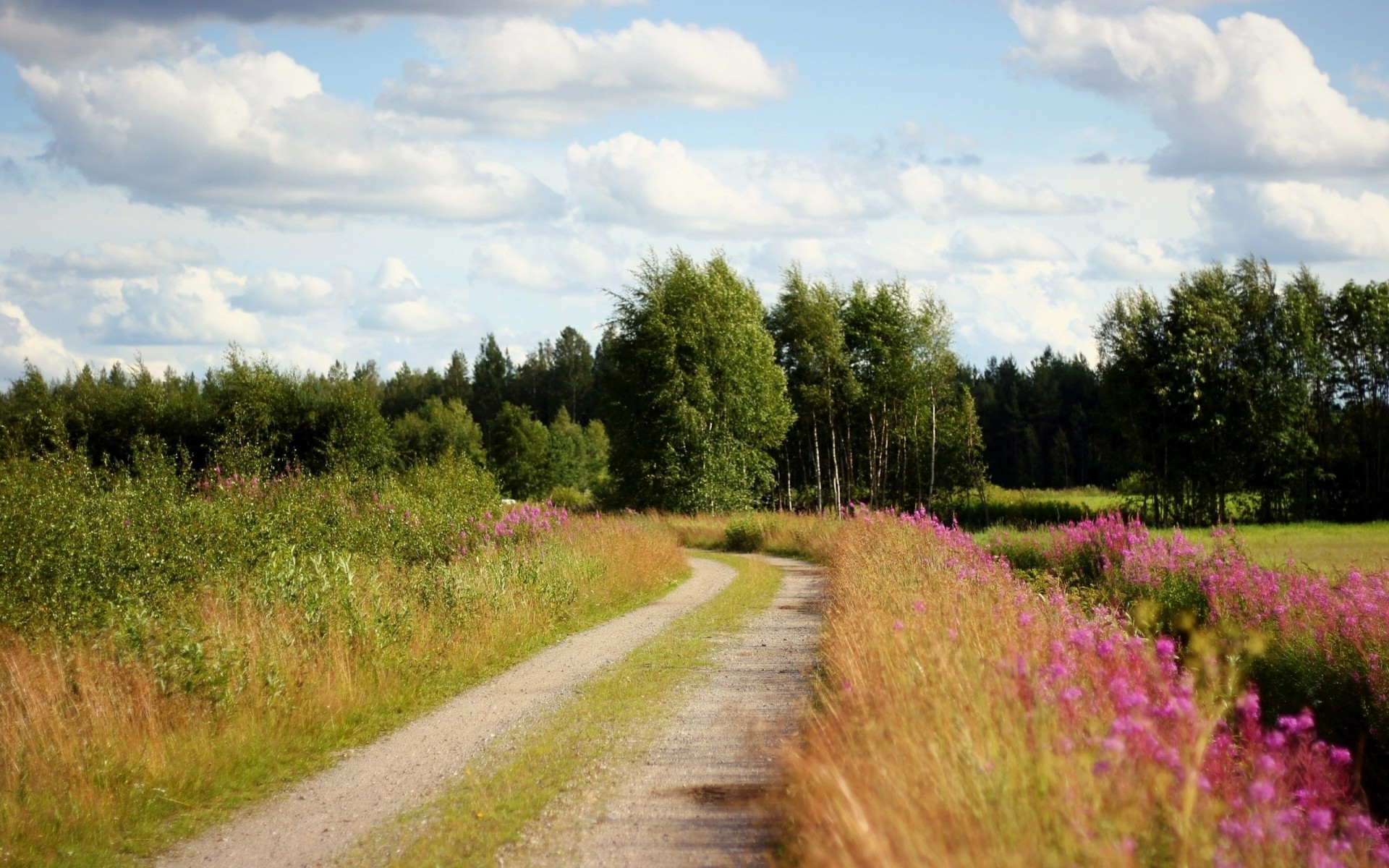 ciel arbres boue fleurs bord de la route nuages route