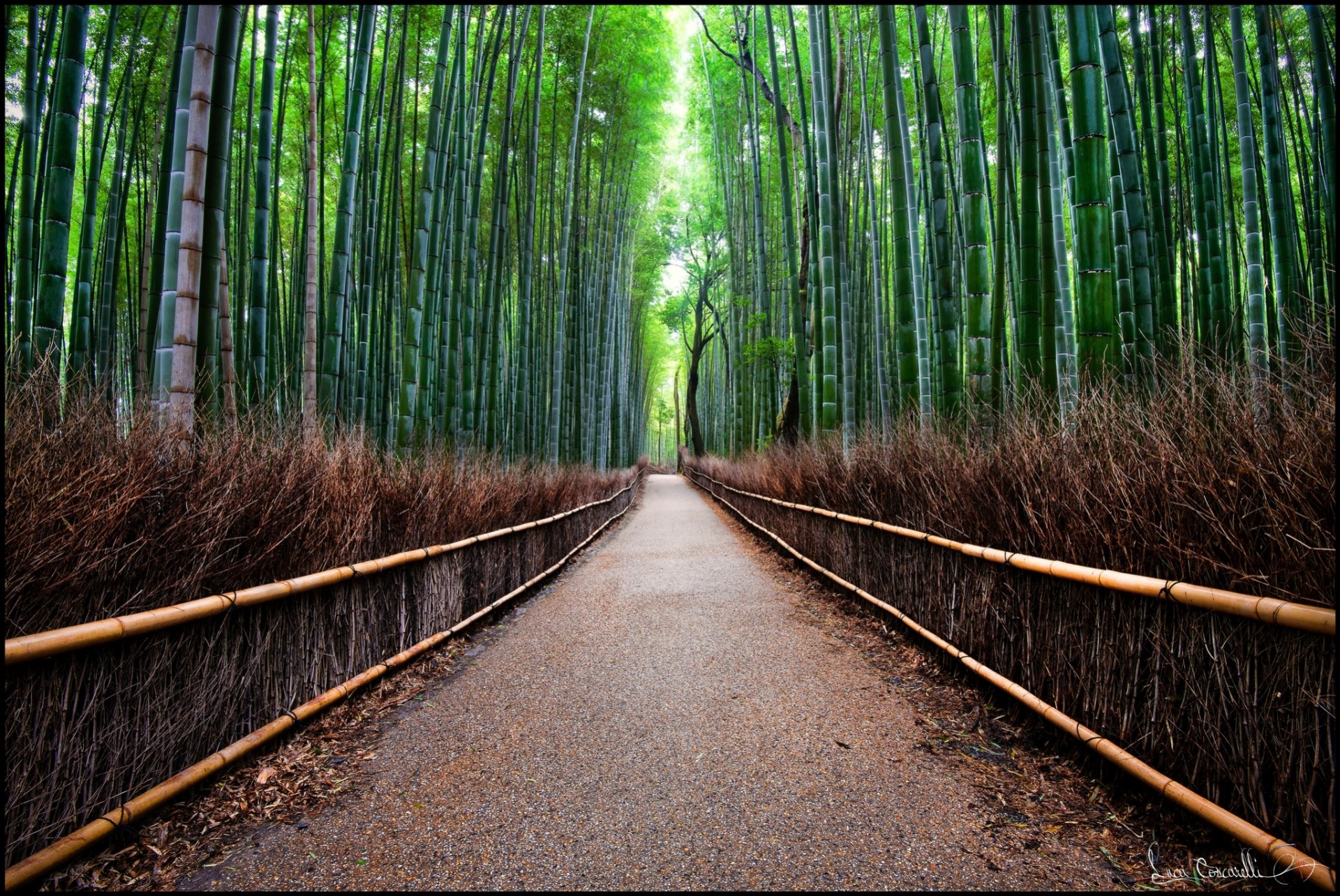 camino cerca bosque bambú