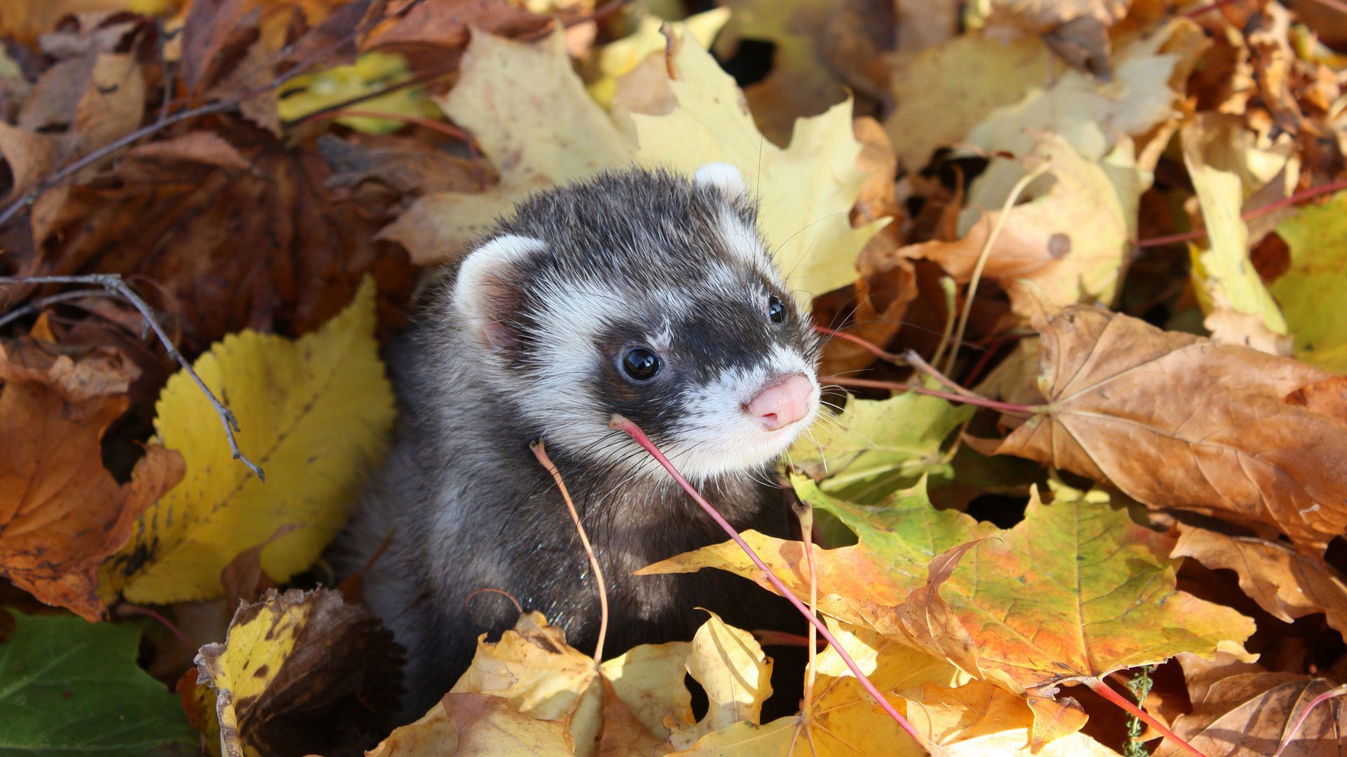 furetto fretka autunno foglie muso