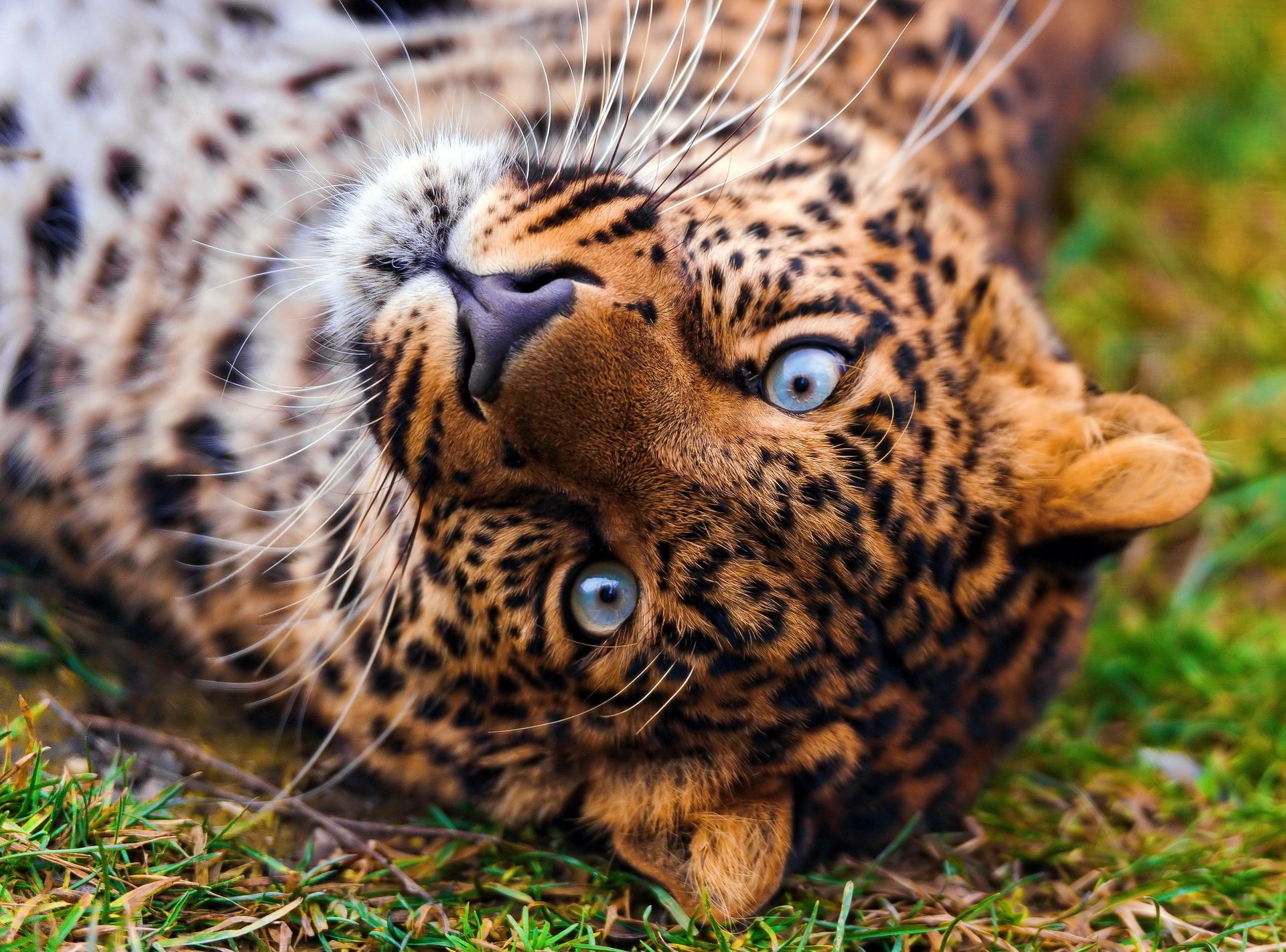 léopard regarde museau beau léopard panthera pardus se trouve