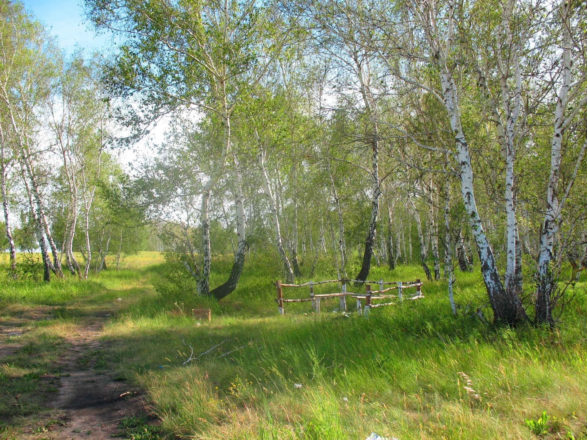 vegetación kazajstán bosque árboles verano abedul ocio silvicultura