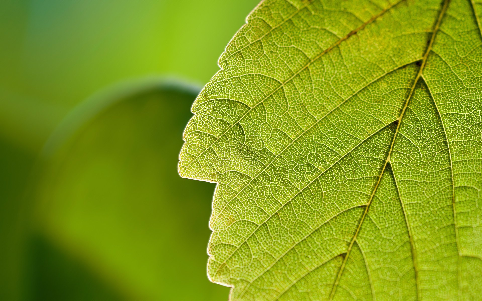 foglia natura verde macro