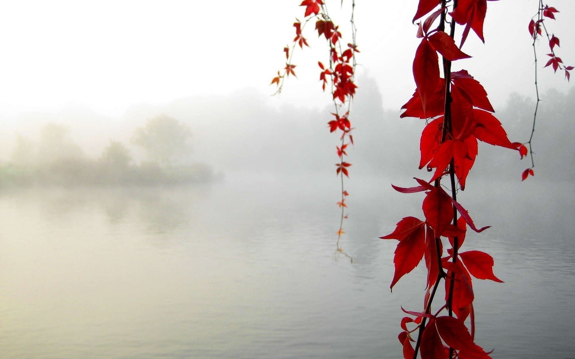 otoño hoja rojo