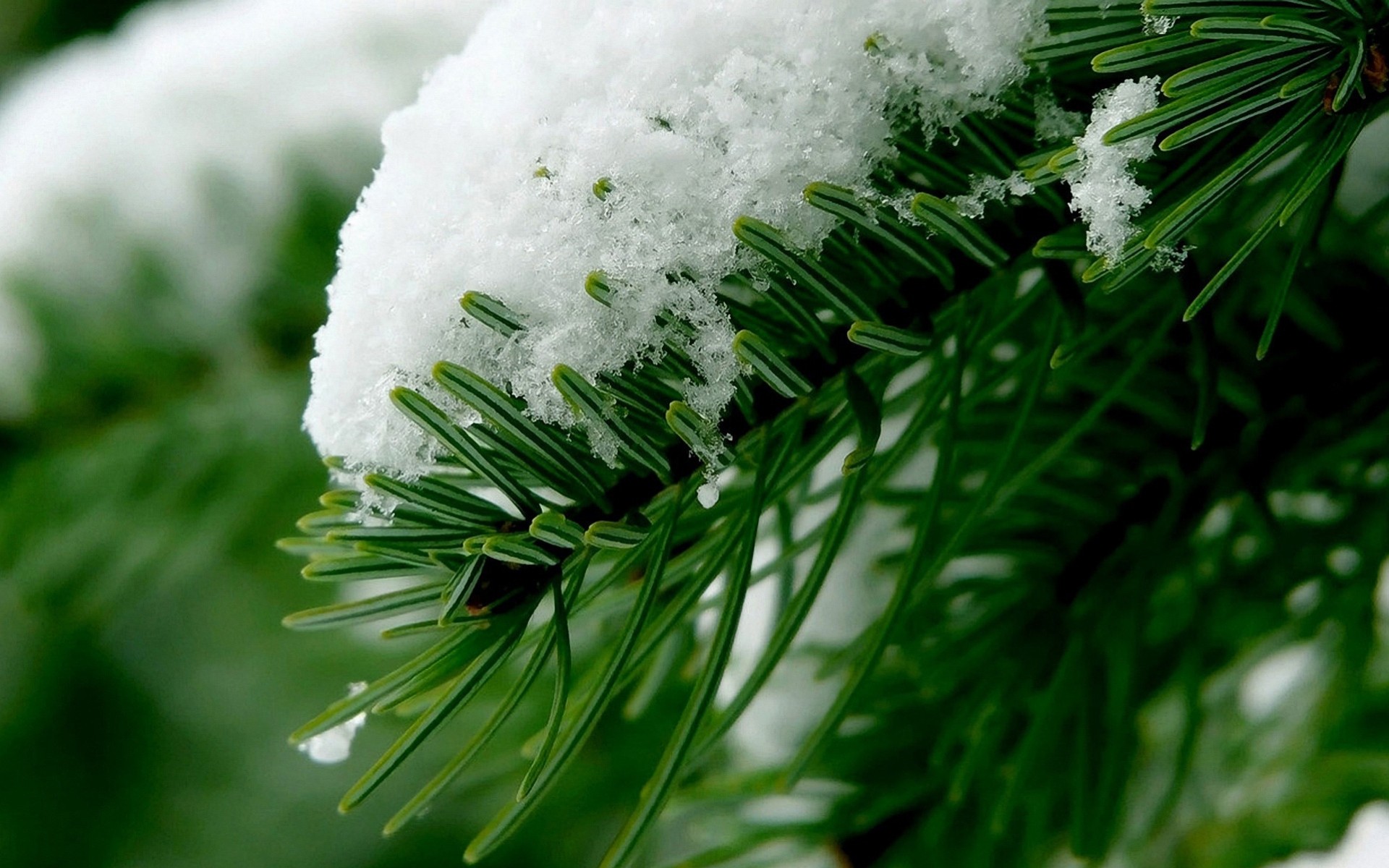 close up palm snow winter