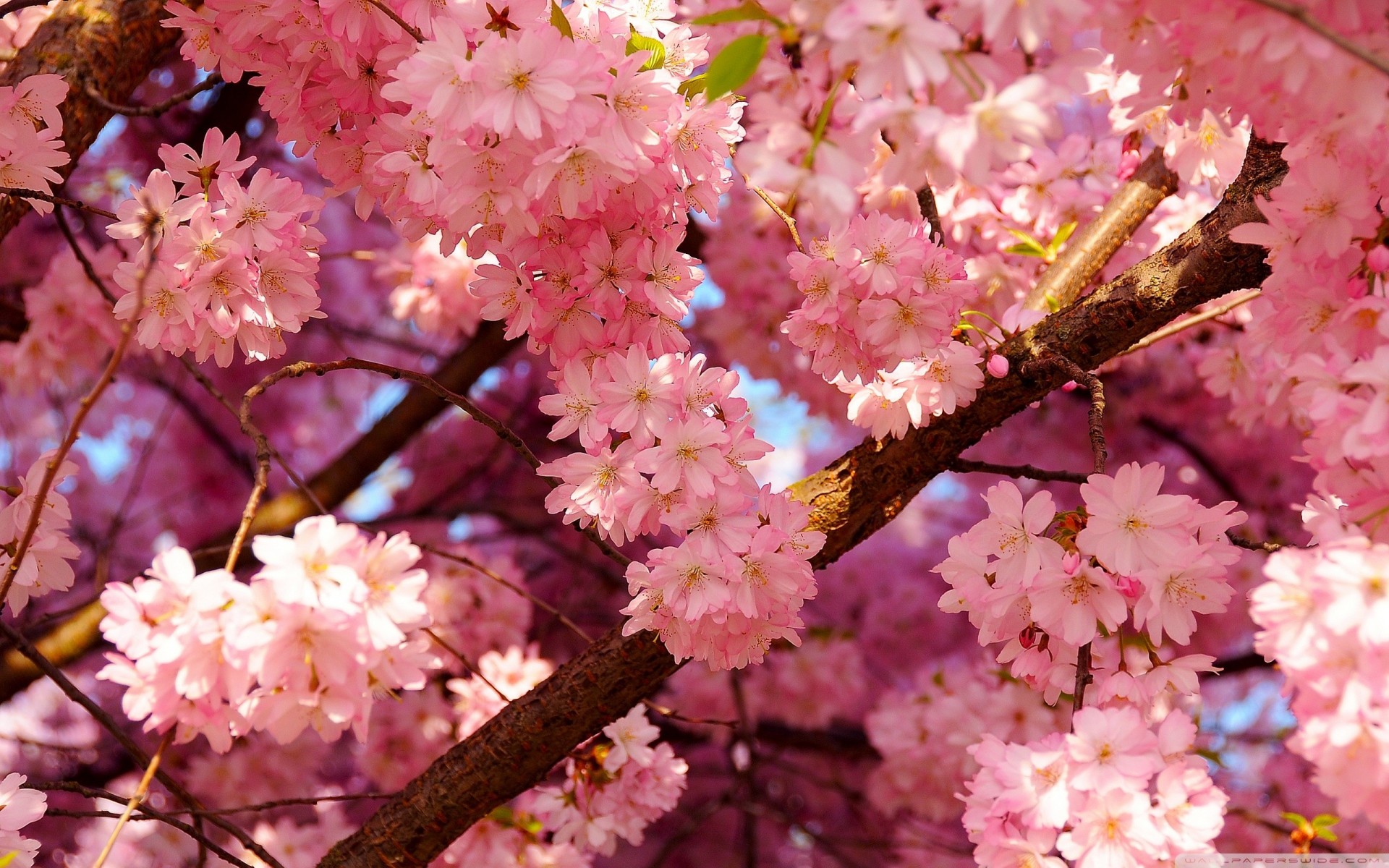 różowy kwiaty sakura