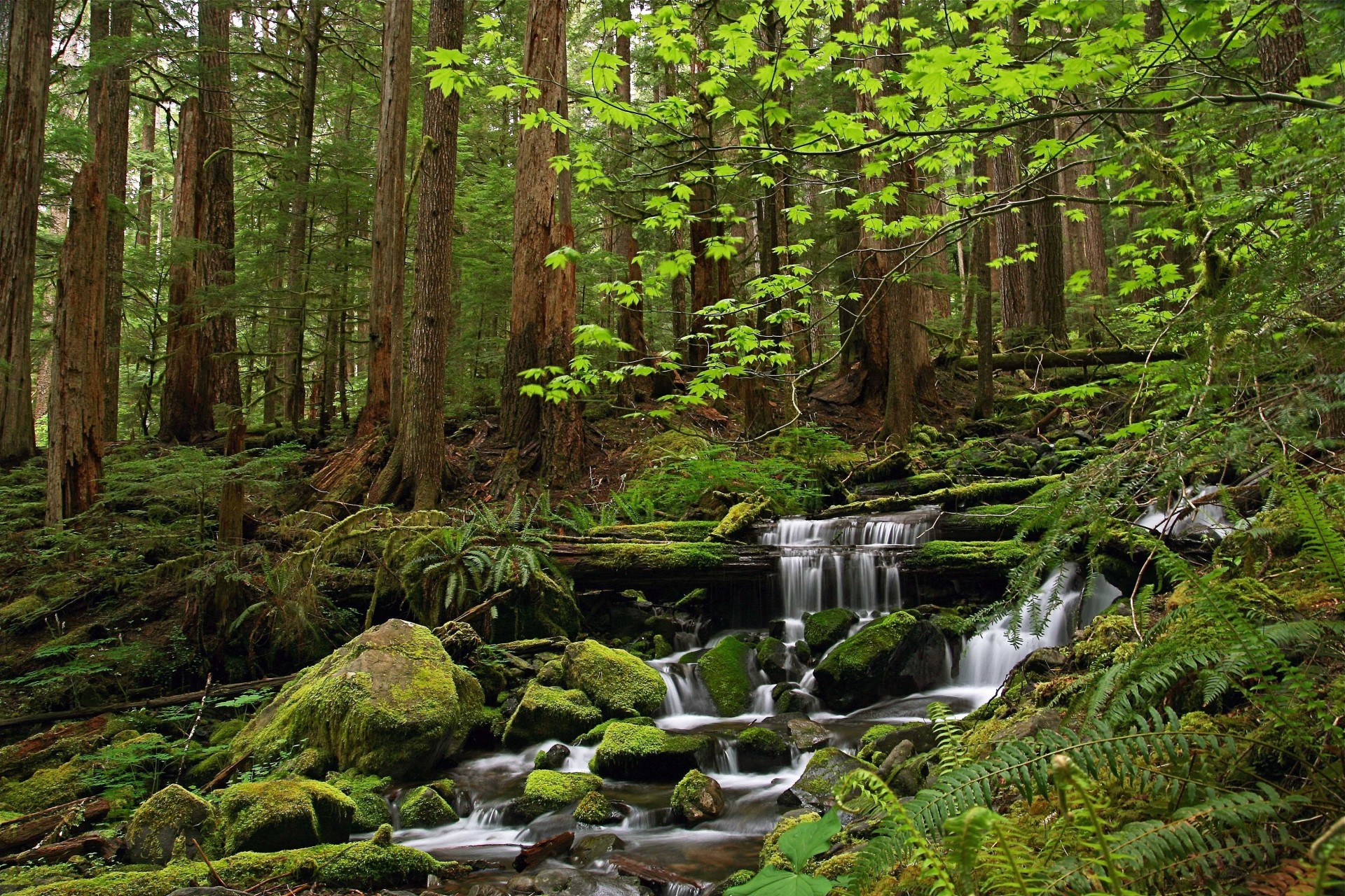 alberi foresta cascata natura