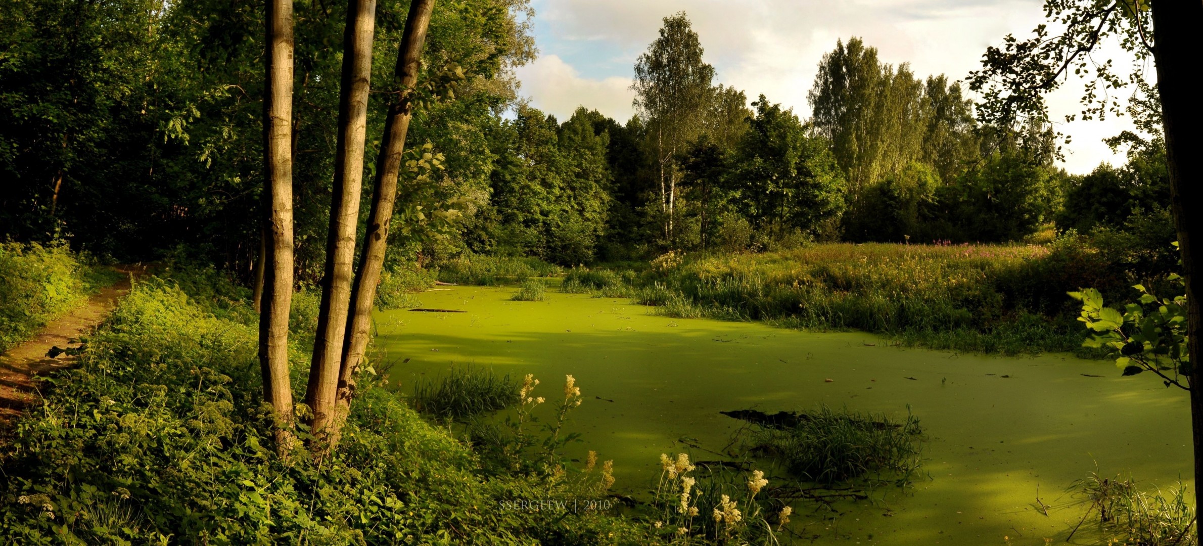 árboles bosque serg-sergeew río