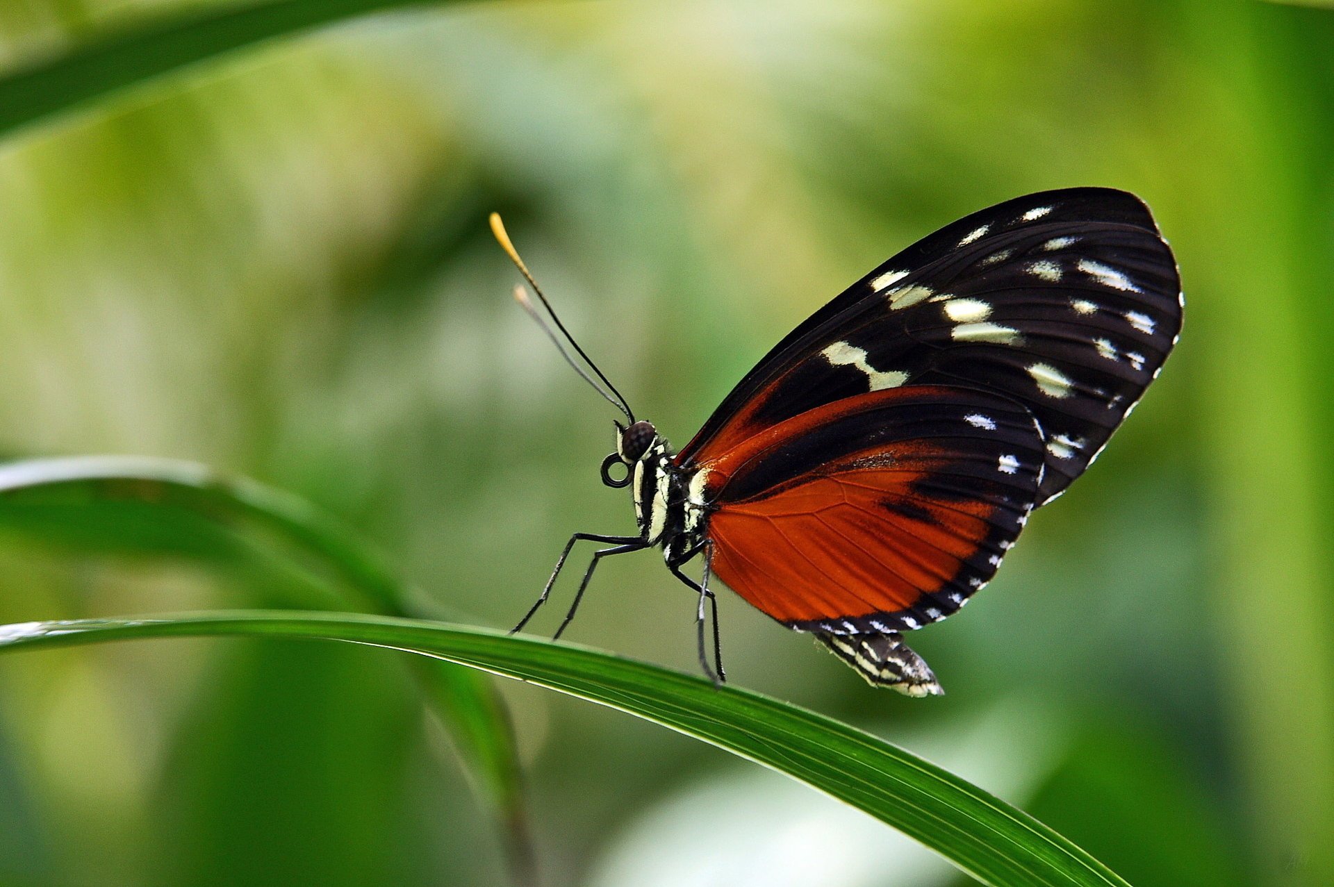 mariposa sentado en una hoja helicónido abigarrado