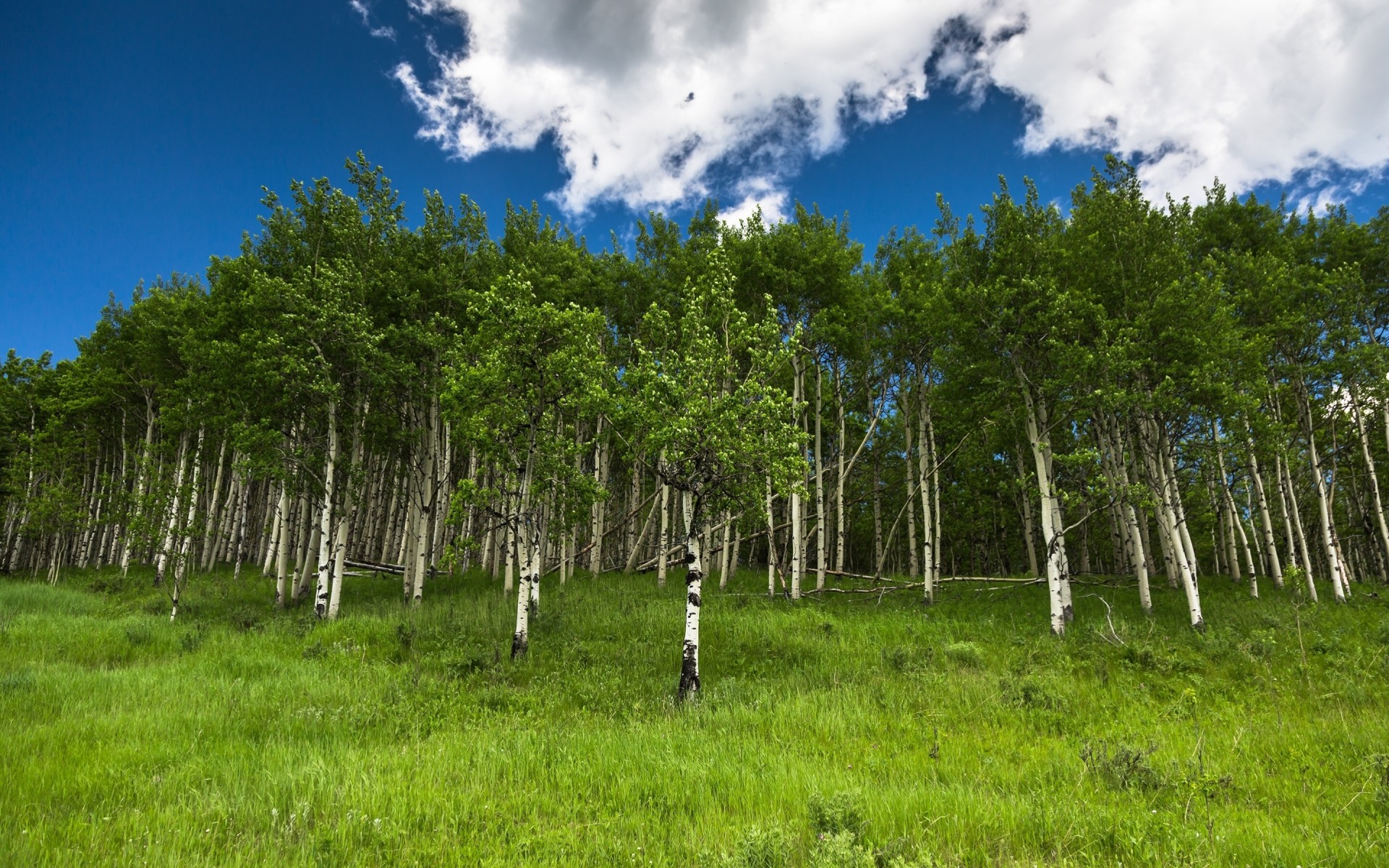 kananaskis alberta erba betulla canada boschetto alberi