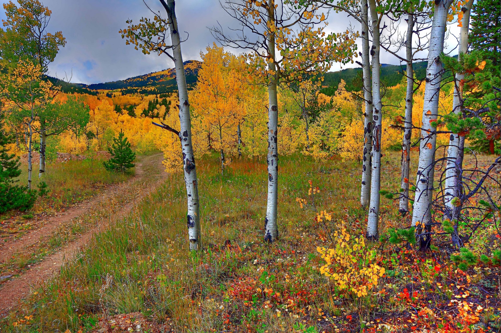 herbst bäume landschaft straße berge