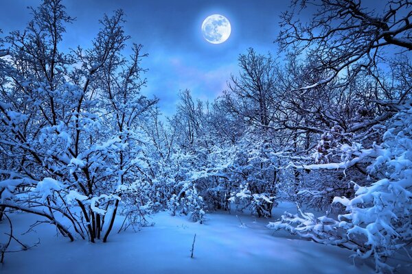 Bosque cubierto de nieve iluminado por la Luna