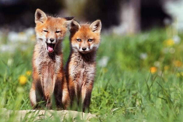The muzzle of the foxes is cute in the morning