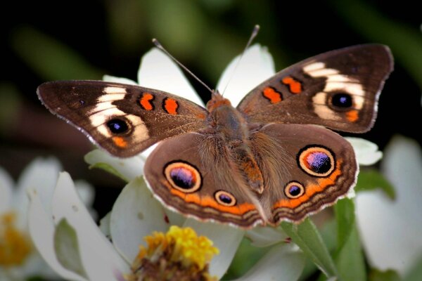 Ein schöner Schmetterling mit Mustern auf den Flügeln setzte sich auf eine Blume