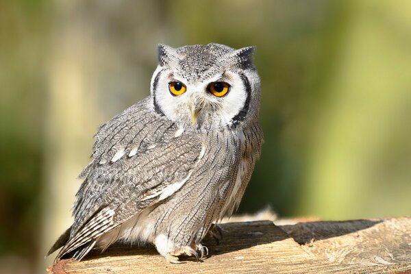 Baby Owl guarda da parte con interesse