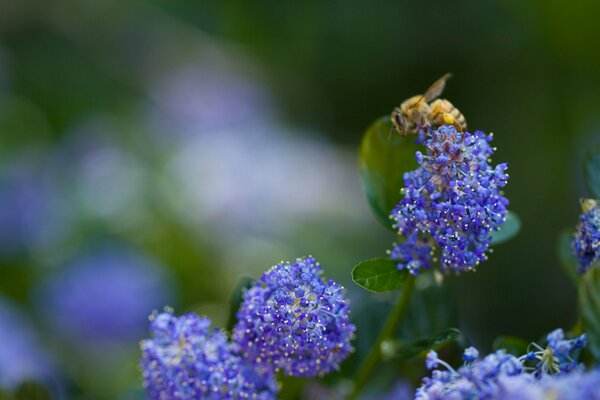 L ape impollina i fiori blu