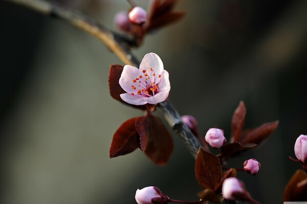 Blooming sprig of apricot tree