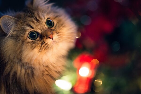 Beautiful fluffy cat with big eyes on the background of a Christmas tree garland