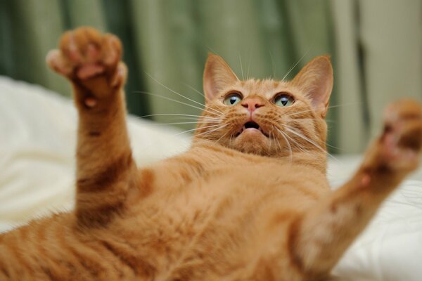 A red-haired cat with green eyes lies on his back, spreading his paws to the sides