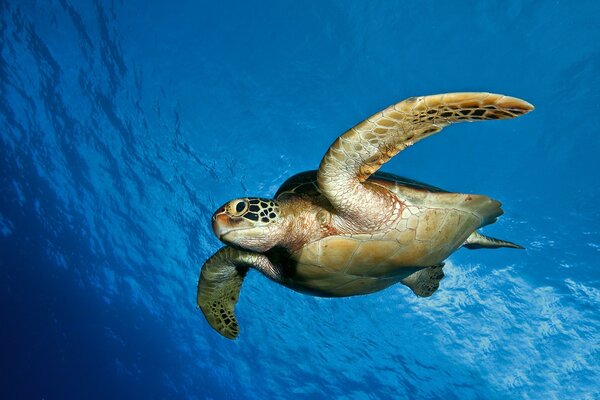 Tortuga nadando en agua azul