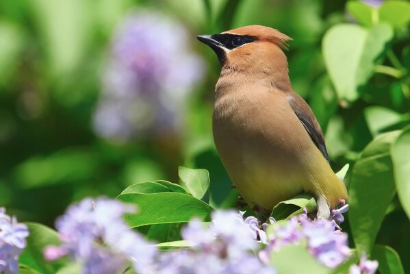 Oiseau Siffleur assis sur un buisson de lilas