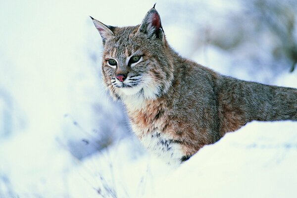 A lynx in the snow looks into the distance