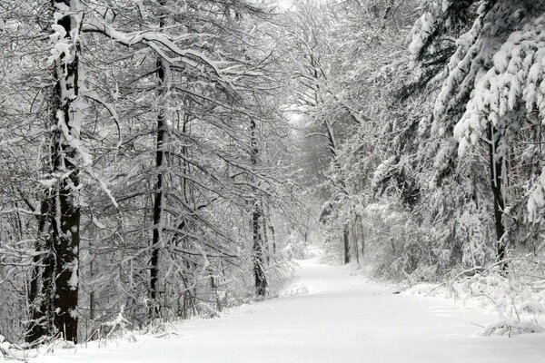 Bosque de invierno después de una tormenta de nieve