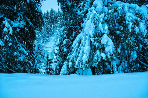 Hiver dans les arbres de la forêt dans la neige