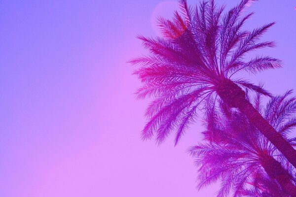 Tropical palm trees with pink nature
